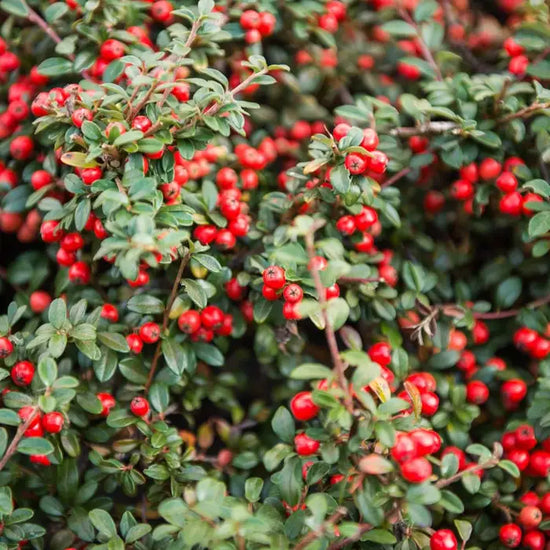 cotoneaster_franchetii_3