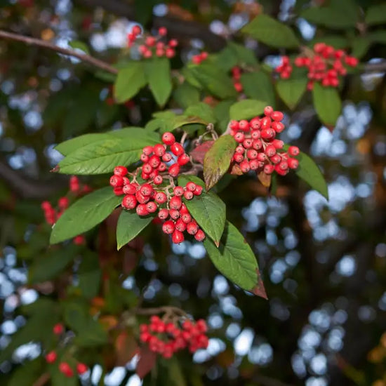 cotoneaster_franchetii_4
