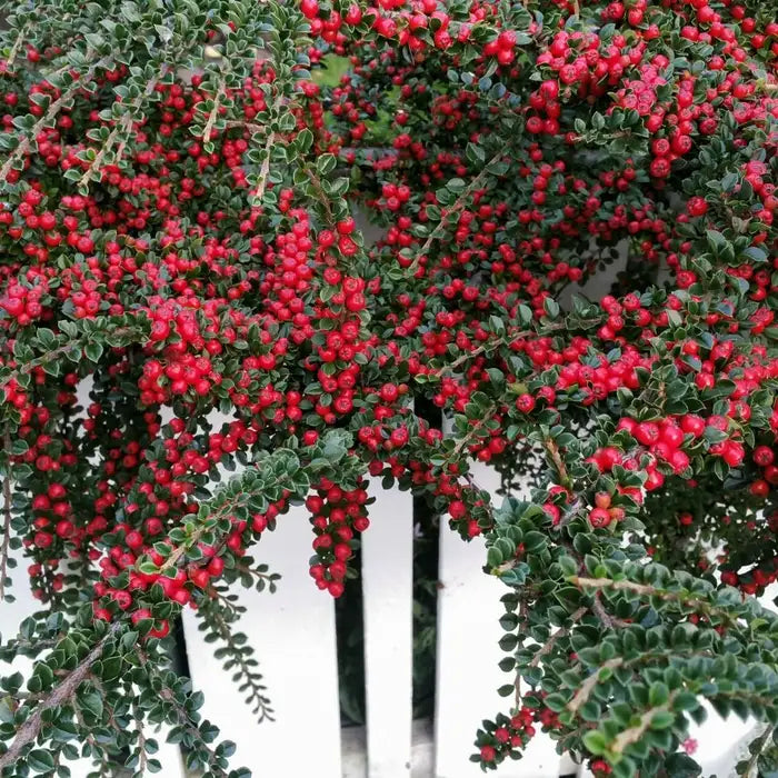 cotoneaster_franchetii_5