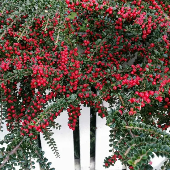 cotoneaster_franchetii_5