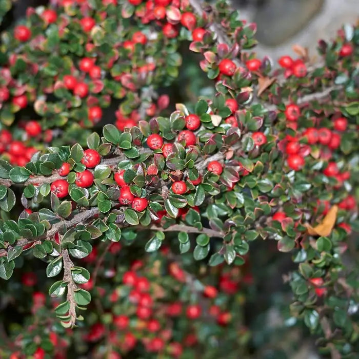 cotoneaster_horizontalis-3