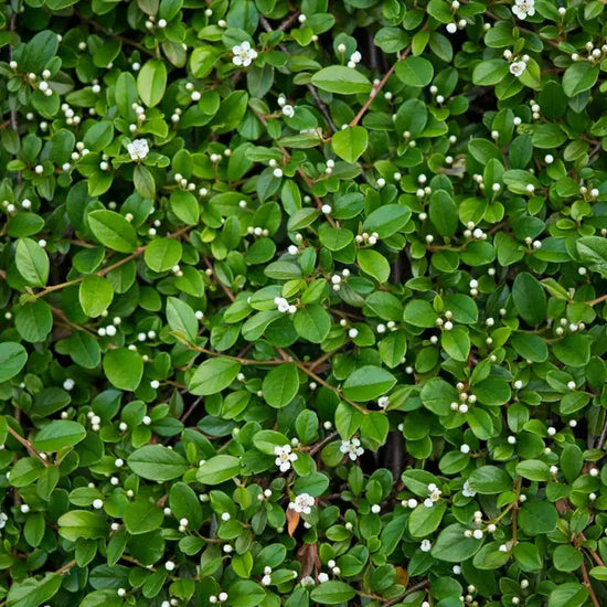 cotoneaster_horizontalis_2