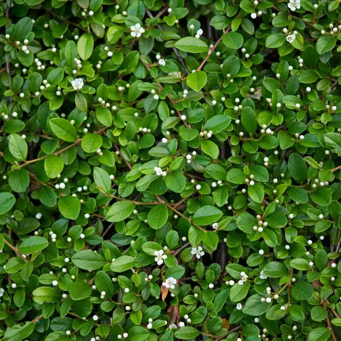cotoneaster_horizontalis_2
