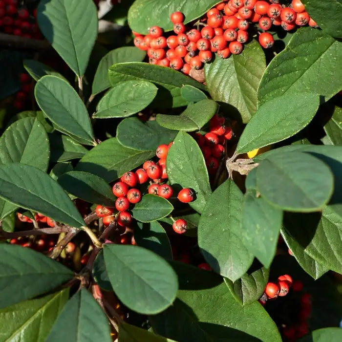 cotoneaster_lacteus_2