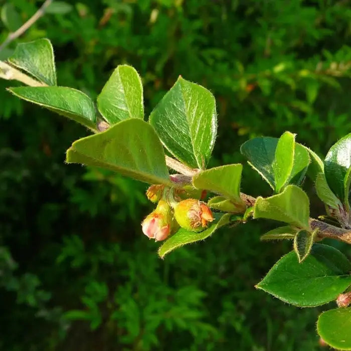 cotoneaster_simonsii-3
