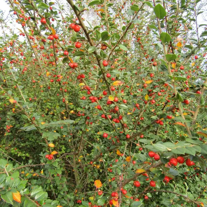 cotoneaster_simonsii_2