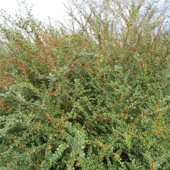 cotoneaster_simonsii_4