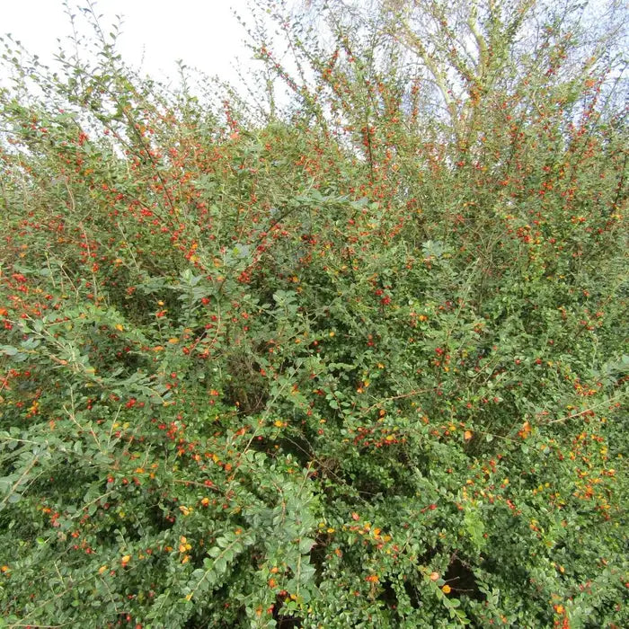 cotoneaster_simonsii_4