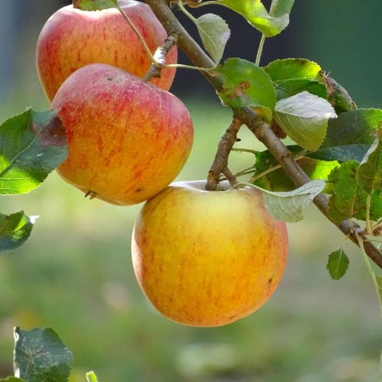 The Cox's Orange Pippen Apple Tree...