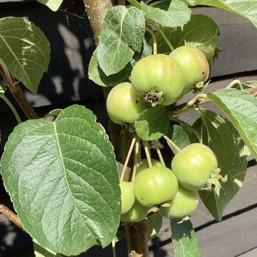 crab-apple-pleached-tree-2