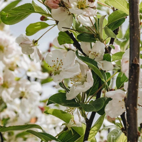 crab-apple-pleached-tree-3