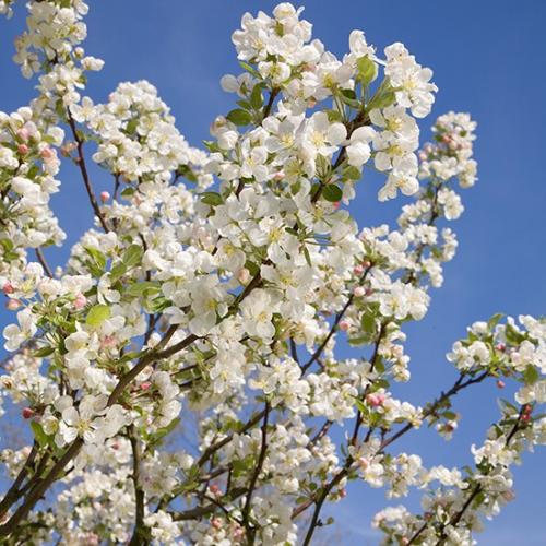 crab-apple-pleached-tree-4