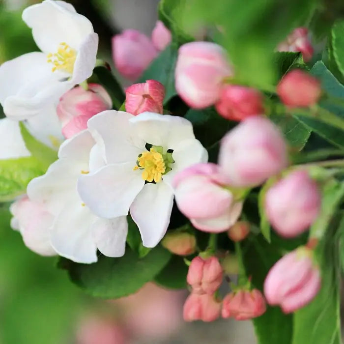 crab_apple-5