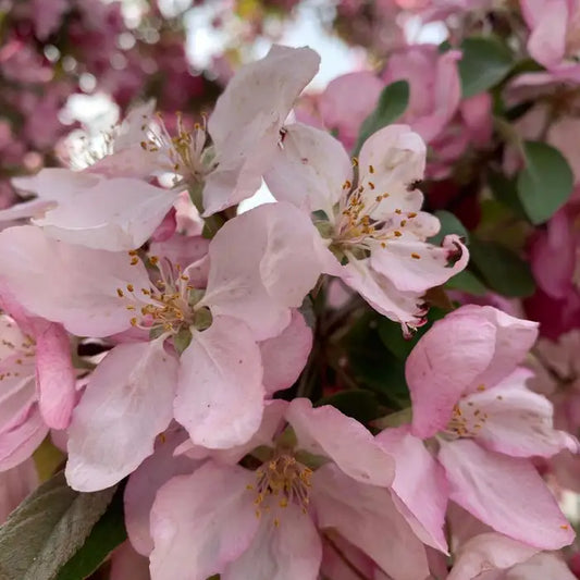 Crab Apple hedging Hedge (Malus sylvestris)