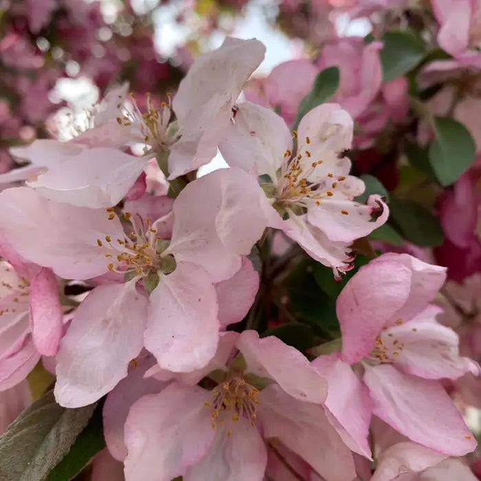 Crab Apple hedging Hedge (Malus sylvestris)