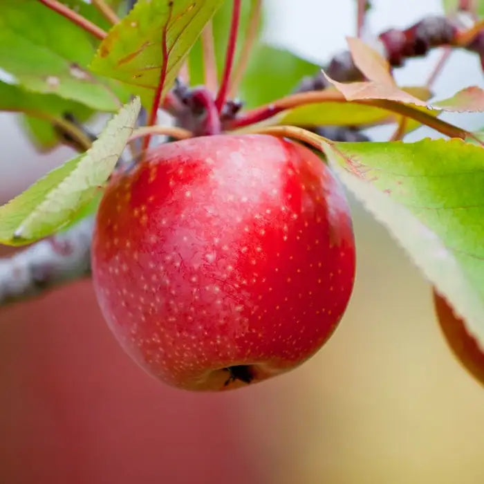 crab_apple_2
