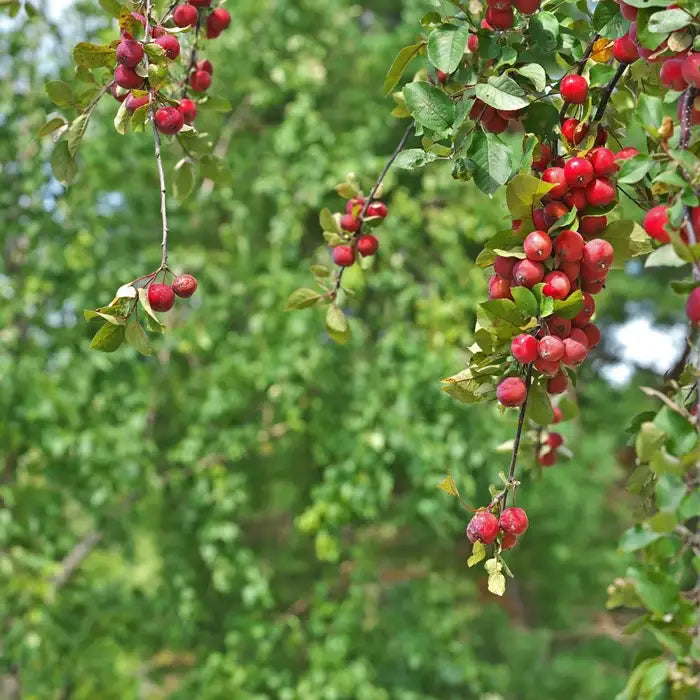 crab_apple_3