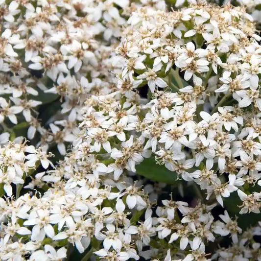 Daisy Bush Hedge (Olearia x haastii)
