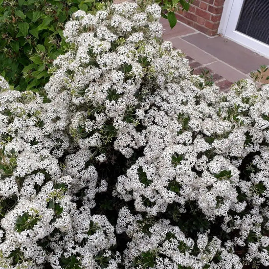 daisy_bush_3