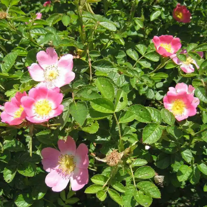 dog_rose_3