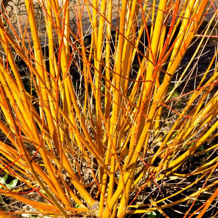dogwood_orange_4