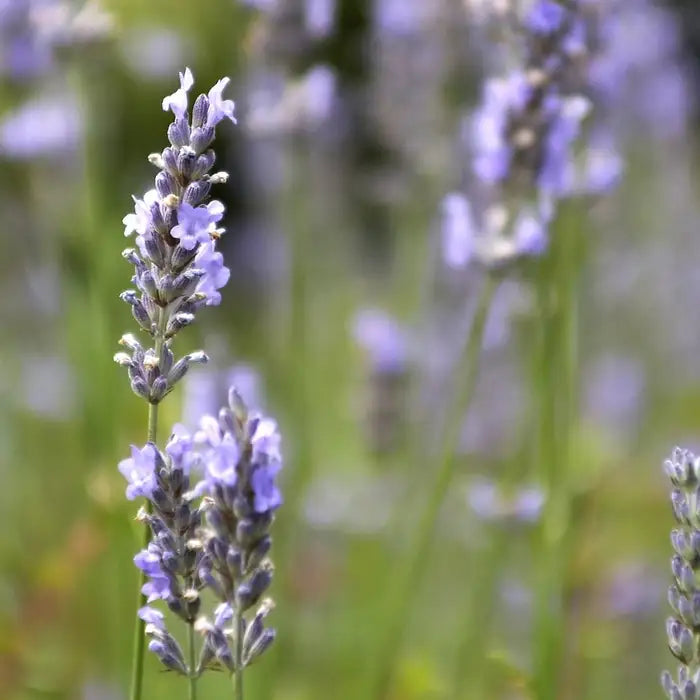 English Lavender Hedge (Lavandula angustifolia 'Hidcote')