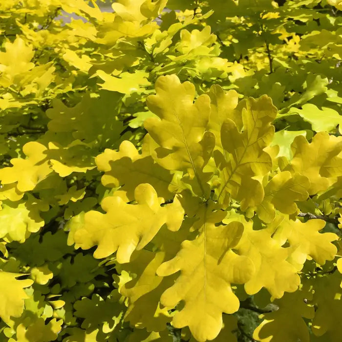 english-oak-early-autumn-3