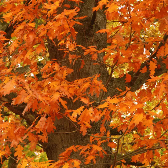 english-oak-late-autumn-4