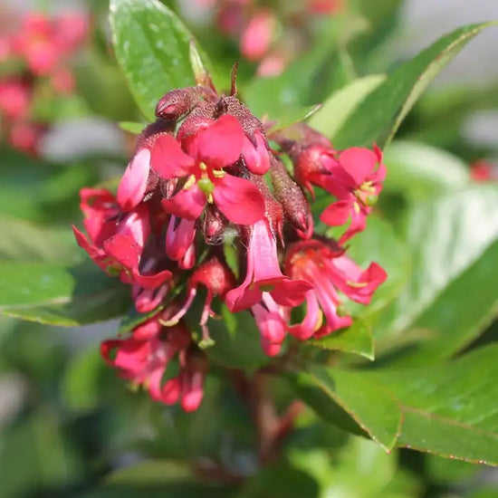 escallonia_red_3