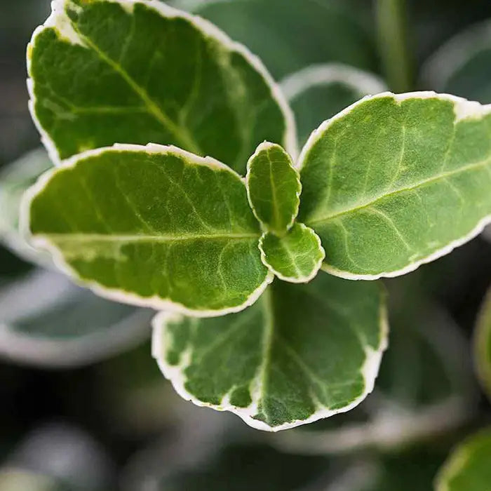 euonymus-fortunei-emerald-gaiety-bright-leaf-3