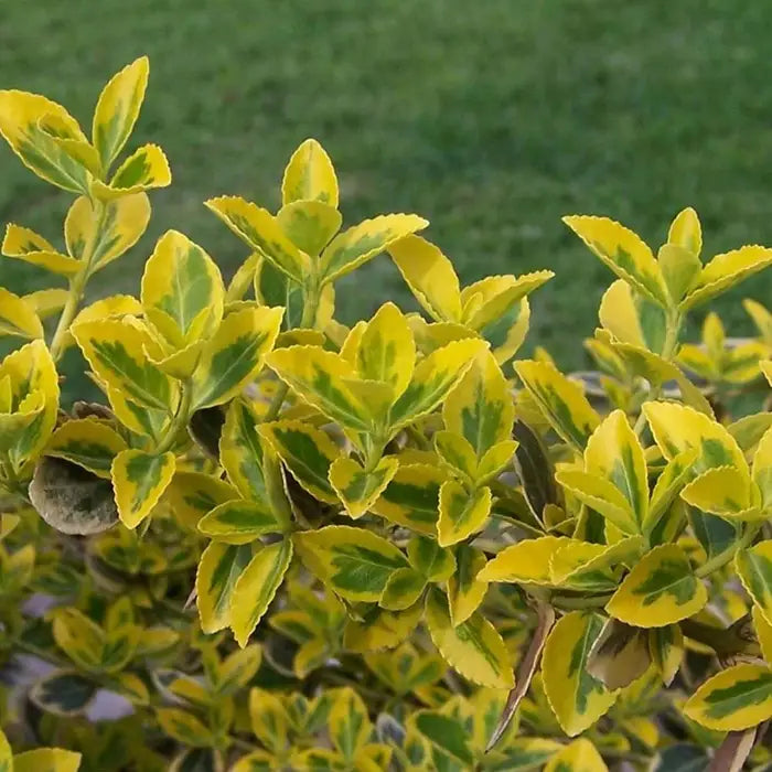 euonymus-fortunei-emerald-n-gold-full-hedge-4