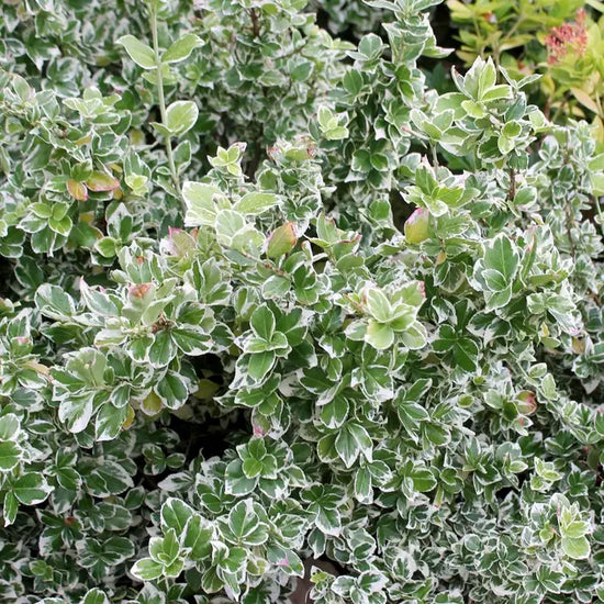 euonymus-japonicus-kathy-full-shrub-4