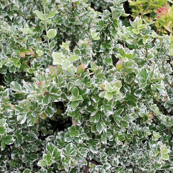 euonymus-japonicus-kathy-full-shrub-4