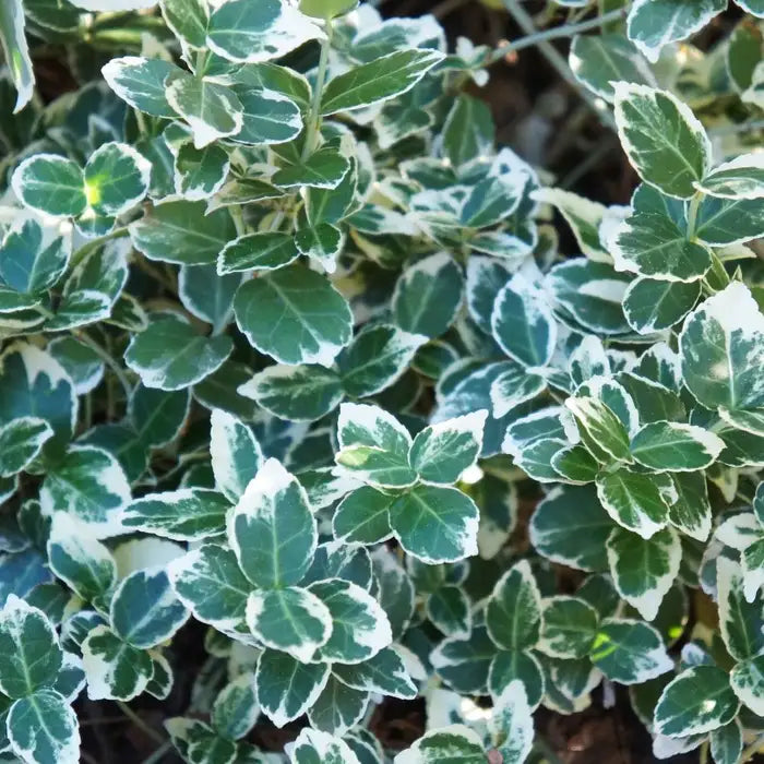 euonymus_emerald_gaiety_2