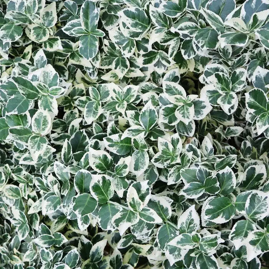 euonymus_emerald_gaiety_4