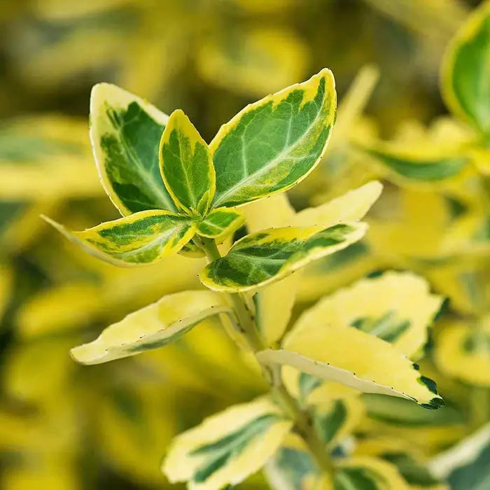 euonymus_emerald_n_gold_5