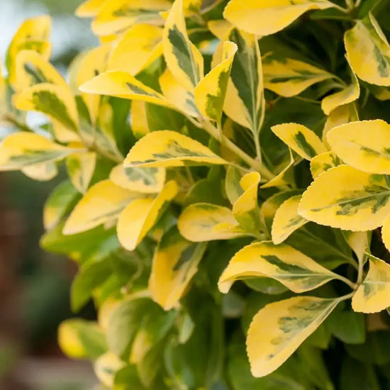 euonymus_fortunei_emerald_n_gold_3