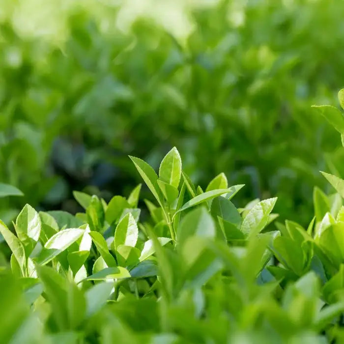 euonymus_japonicus_jean_hugues_2