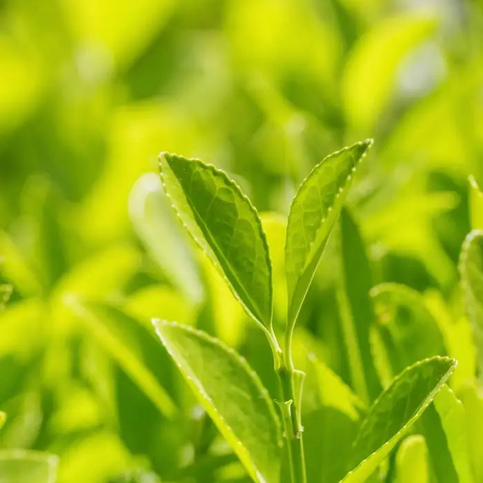 euonymus_japonicus_jean_hugues_3