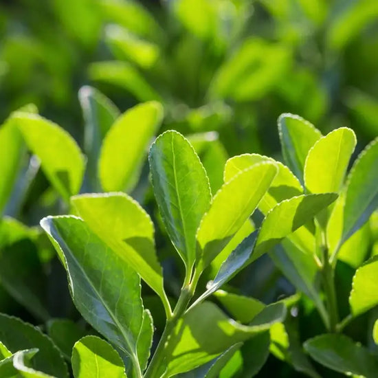 euonymus_japonicus_jean_hugues_4