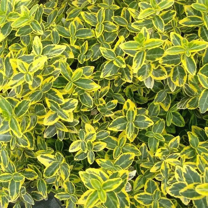 euonymus_japonicus_ovatus_aureus_2