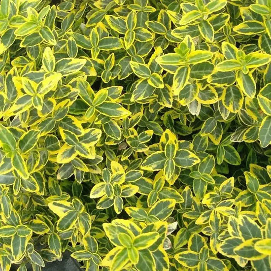 euonymus_japonicus_ovatus_aureus_2