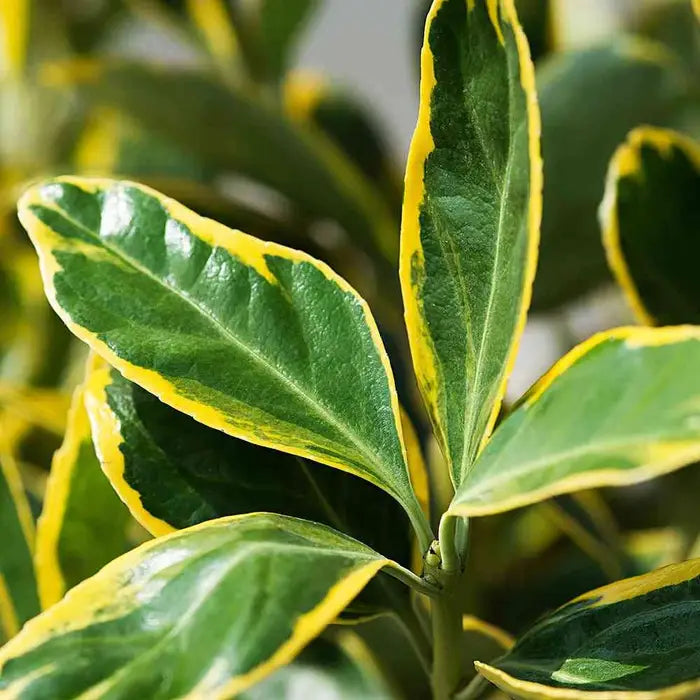 euonymus_japonicus_ovatus_aureus_3