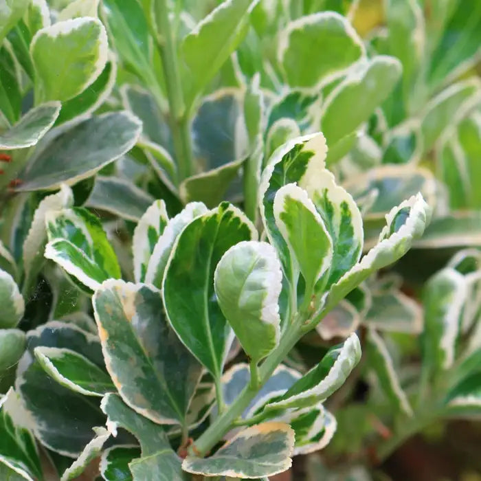 euonymus_kathy_2