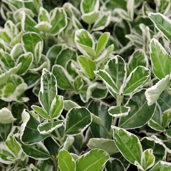 euonymus_kathy_3
