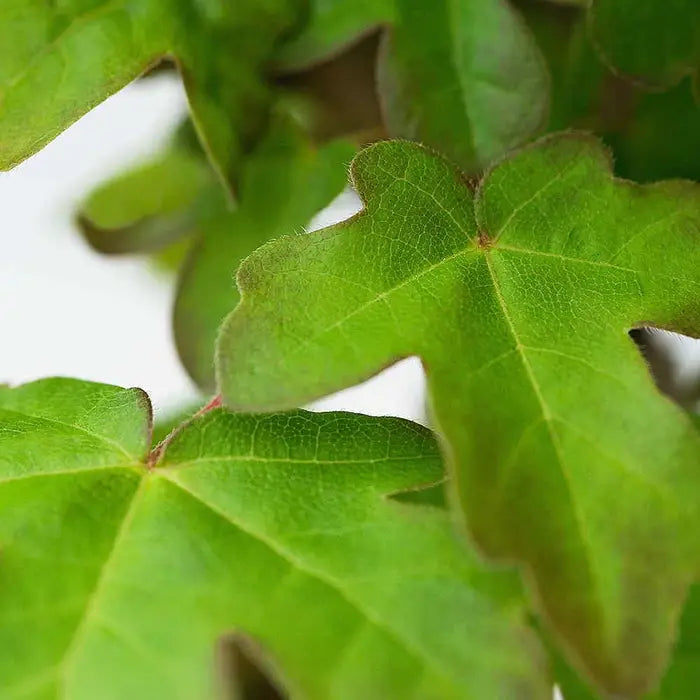 field_maple_2