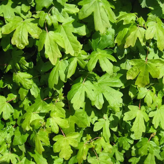 field_maple_3