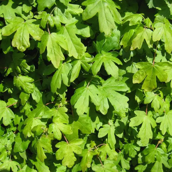field_maple_3