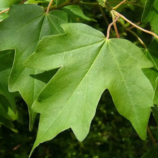 field_maple_4