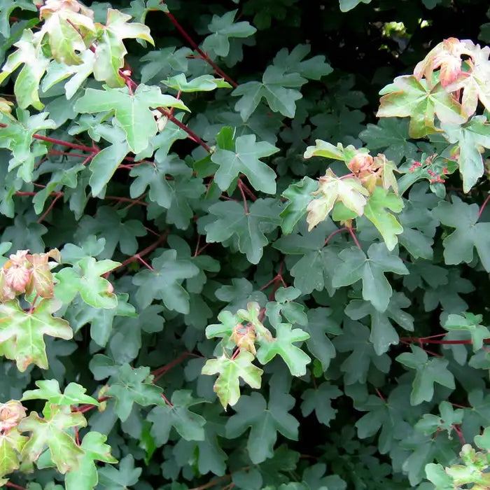 field_maple_5